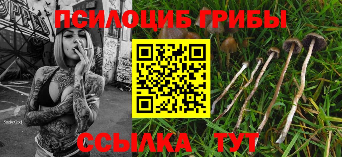 Галлюциногенные грибы Psilocybe  Вход с VPN  Амурск 